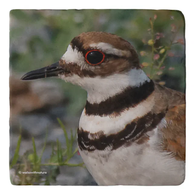 Closeup of a Beautiful Killdeer Trivet