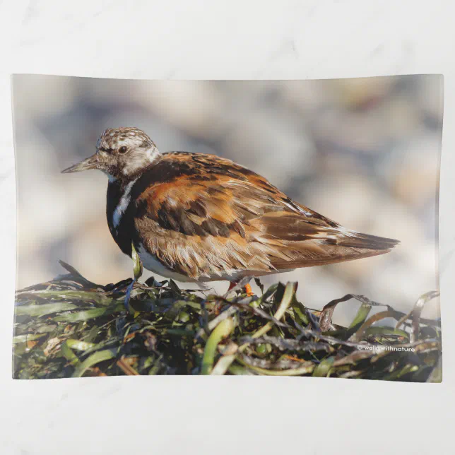 A Showstopping Ruddy Turnstone Trinket Tray