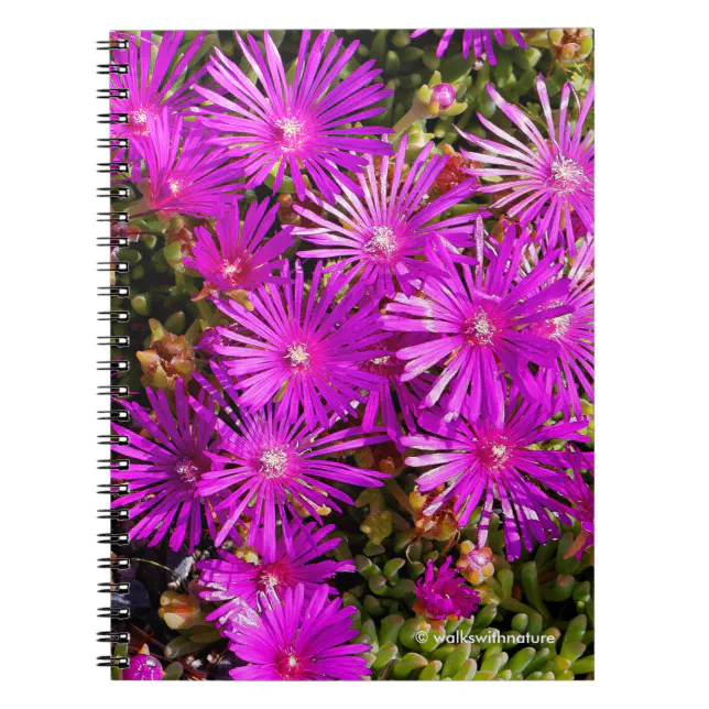 Beautiful Purple Iceplants Notebook