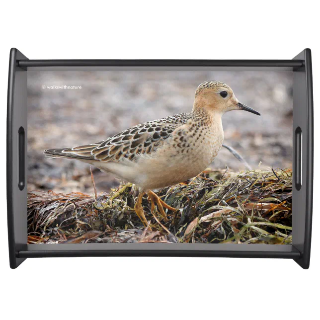 Profile of a Buff-Breasted Sandpiper at the Beach Serving Tray