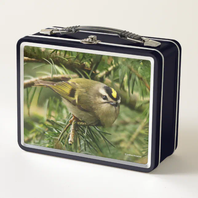 Cute Kinglet Songbird Causes a Stir in the Fir Metal Lunch Box