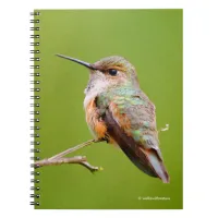 Cute Rufous Hummingbird on California Lilac Notebook