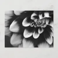 Black and White Dahlia Blossom Postcard