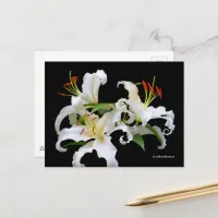 Elegant Casablanca White Oriental Lilies Postcard