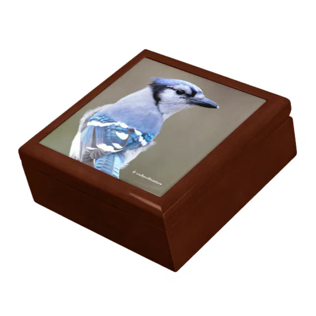 Cute Blue Jay Songbird on Treestump Gift Box