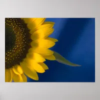 Sunflower on Blue Poster