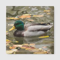 Mallard Duck in the Water with Fall Leaves Magnet