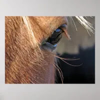 Horse Eye Poster