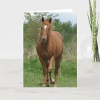 Sorrel Gelding Trots Towards Camera Card