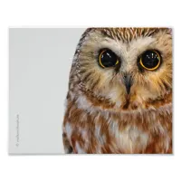 Cute Little Northern Saw Whet Owl Photo Print