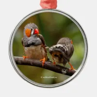Cheeky Pair of Zebra Finch Songbirds Metal Ornament