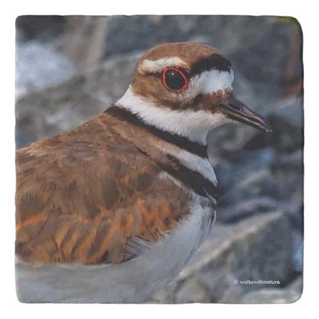 Closeup of a Beautiful Killdeer Trivet