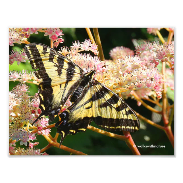 Western Tiger Swallowtail Butterfly on Rodgersia Photo Print