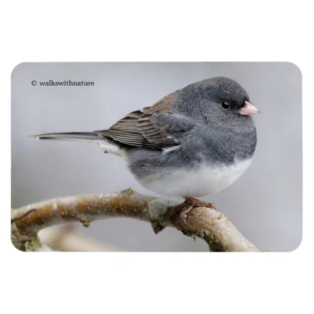 Slate-Colored Dark-Eyed Junco on the Pear Tree Magnet