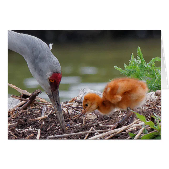 Greater Sandhill Crane Father and Child