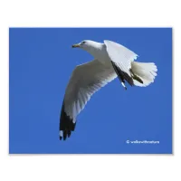 Breathtaking Ring-Billed Gull in Flight Photo Print
