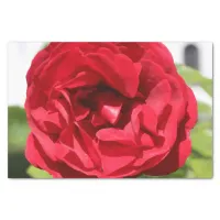 Dark red Rose Bardou Job Tissue Paper