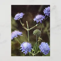 Wildflower: Field Scabious Postcard