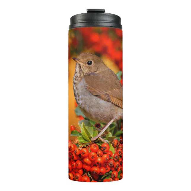 Hermit Thrush Songbird on Scarlet Firethorn Thermal Tumbler