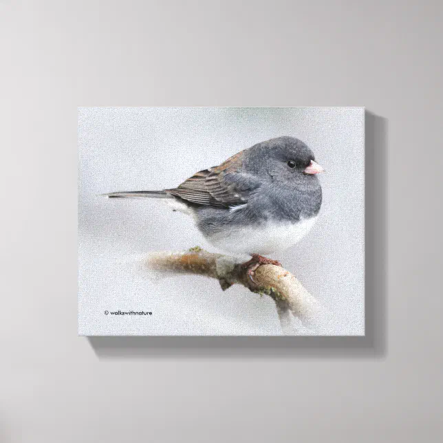 Slate-Colored Dark-Eyed Junco on the Pear Tree Canvas Print