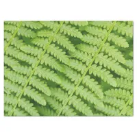 Closeup of Garden Ferns Tissue Paper