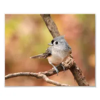 Tufted Titmouse Fall Photo