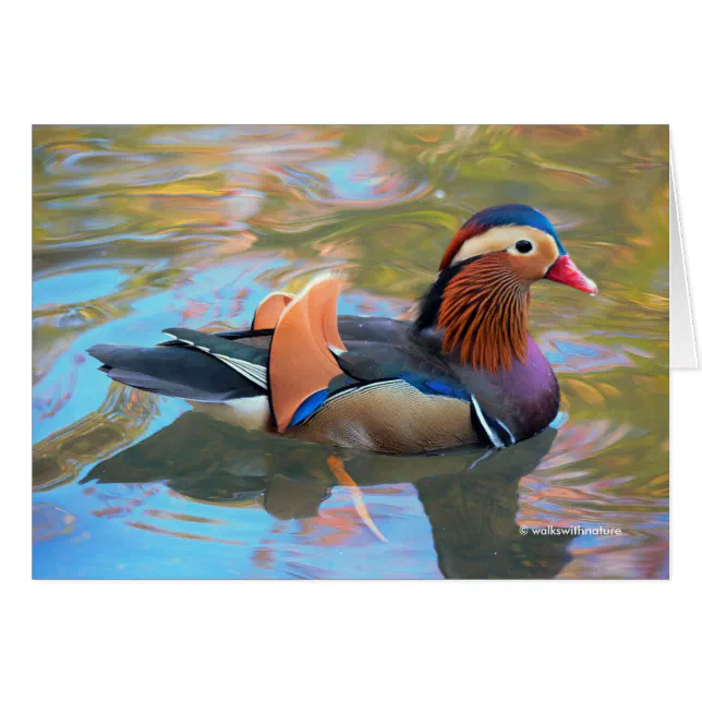 Beautiful Mandarin Duck in the Pond