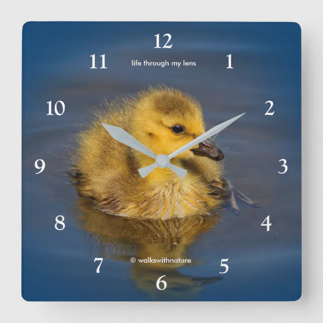 Cute Tiny Swimmer Canada Goose Gosling at the Lake Square Wall Clock