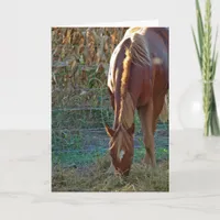 Horse in Sunset, Birthday Card