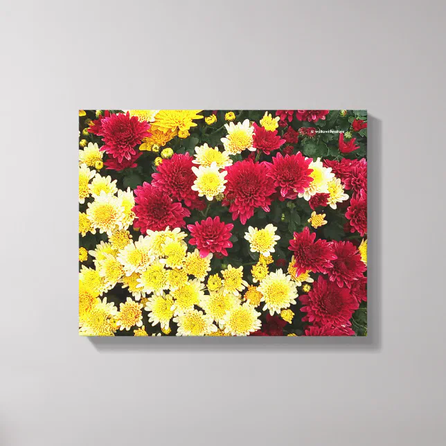 Stunning Red Gold Autumn Chrysanthemum Flowers Canvas Print
