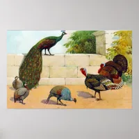 Peacock, Turkey, Guineas Poster