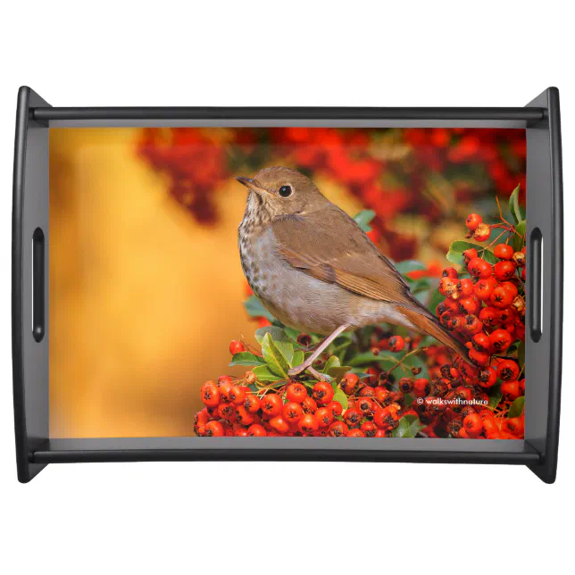 Hermit Thrush Songbird on Scarlet Firethorn Serving Tray