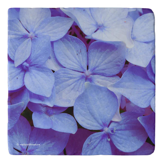 Heavenly Baby Blue Hydrangeas Trivet