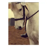 Dressage Horse 113