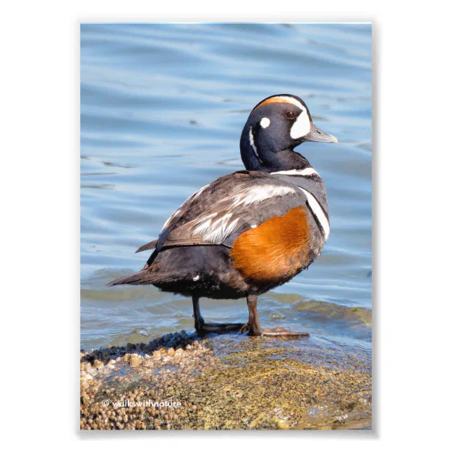 Beautiful Harlequin Duck on the Rock Photo Print