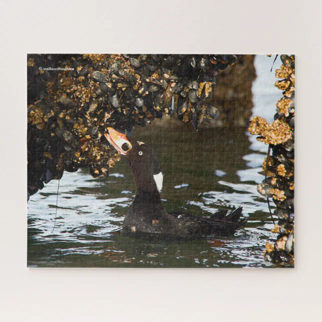 Surf Scoter Feasting on Mussels and Barnacles Jigsaw Puzzle