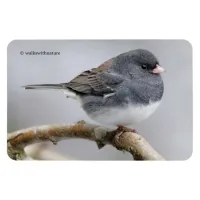 Slate-Colored Dark-Eyed Junco on the Pear Tree Magnet