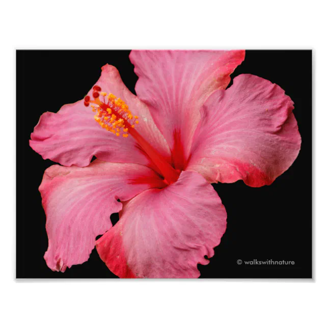 Closeup of a Beautiful Pink Hibiscus Photo Print