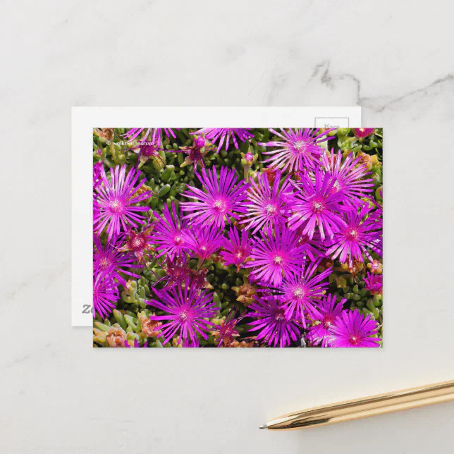 Beautiful Purple Ice Plant Flowers Postcard