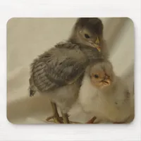 2 Blue/Gray Chicks Mouse Pad