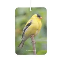 Male American Goldfinch on the Bamboo Air Freshener