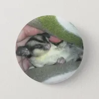 Sugar Glider Sleeping in Blanket Pinback Button