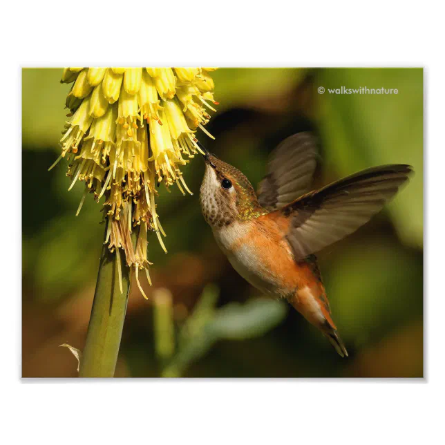 Rufous Hummingbird Sipping Kniphofia Nectar Photo Print
