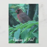 Thinking of You Cardinal on Branch Postcard