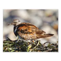 A Showstopping Ruddy Turnstone Photo Print
