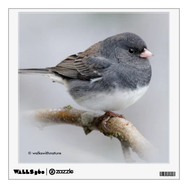Slate-Colored Dark-Eyed Junco on the Pear Tree Wall Decal