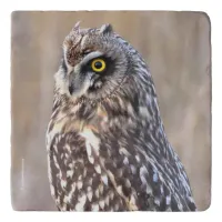 Stunning Short-Eared Owl in the Marshes Trivet