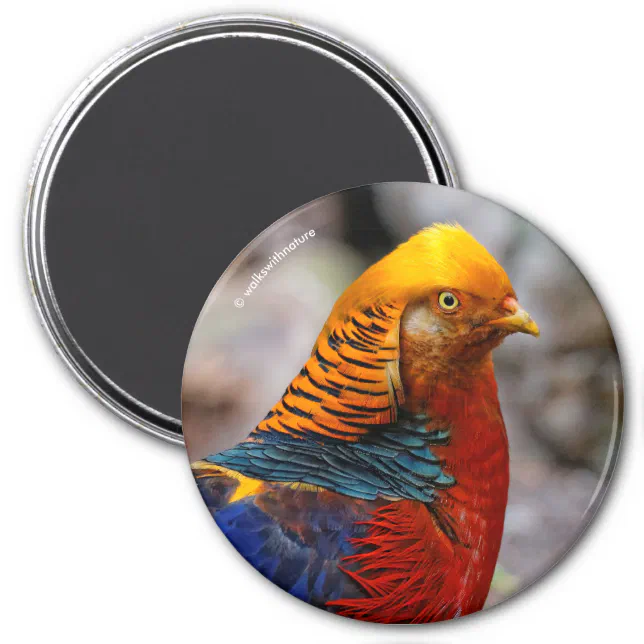 Profile of a Red Golden Pheasant Magnet