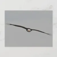 Photograph of an Eagle I Took in Dubuque, Iowa Postcard