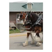 Draft Horses at a State Fair